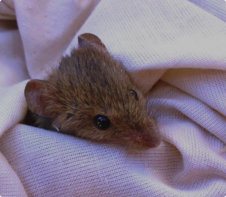 Biodiversity Surveys